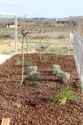 Plantations : amandier aromatiques