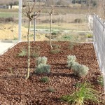 Plantations : amandier aromatiques